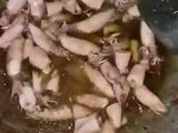 Tumis cumi asin