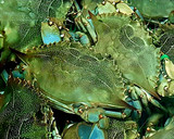 Foto del paso 3 de la receta: Jaiba Azul Chili Crab Thai Style en salsa cremosa de huevo