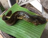 รูปขั้นตอนการทำที่ 1 ของ ปลาดุกย่างเตาถ่าน