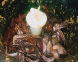 Foto del paso 5 de la receta: Calamares rellenos