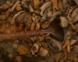 Rókagombás pörkölt recept fázis 1 fotója