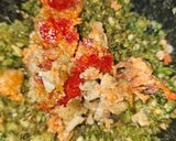 Foto del paso 5 de la receta: Arroz meloso de bogavante