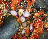Foto langkah ke 4 dari resep Pecak Ikan Mas khas Betawi.