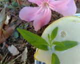 Une image de l'étape 3 de 🍋 Créme au citron.