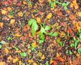 Foto del paso 3 de la receta: Quinoa roja con verduras
