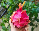 A picture of step 1 of Dragon Fruit Milkshake.