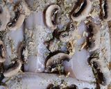 Foto del paso 2 de la receta: Pez gallo con papas a la crema con mostaza de Dijon