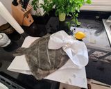 Foto del paso 1 de la receta: Rodaballo al horno para Navidad