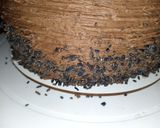 Foto del paso 10 de la receta: Torta de chocolate y crema bariloche