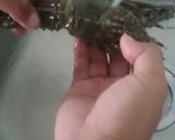 Foto langkah ke 1 dari resep Lobster pedas manis.