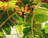 Hình bước làm 1 của món Bánh Chuối Hấp