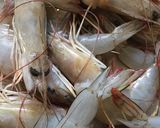 Foto langkah ke 1 dari resep Udang Goreng Bawang Putih.