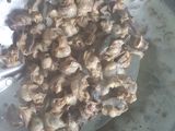 Krengsengan Bekicot Pedas