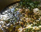 A picture of step 7 of Palak paneer.