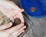 Foto del paso 7 de la receta: Bombones de castaña y chocolate