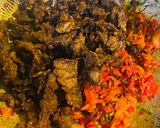 Foto langkah ke 5 dari resep 546. Daging Balado Sederhana.