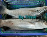 Foto langkah ke 1 dari resep Ikan Belanak masak Ceng Cuan.