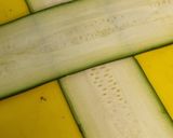 Foto del paso 6 de la receta: Canelones de calabacín