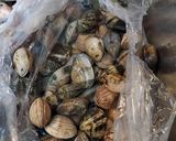 Foto del passaggio 2 della ricetta Spaghetti con vongole e tartufi di mare