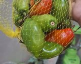 Foto langkah ke 1 dari resep Tumis cabe gendot 🔥.
