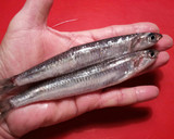Foto del paso 2 de la receta: Fritura de boquerones con salsa mediterránea