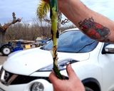 Foto del paso 7 de la receta Calçot