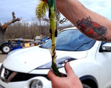 Foto del paso 7 de la receta: Calçot