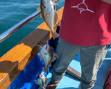 A picture of step 1 of Pouting Sauté (a family of cod).