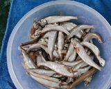 A picture of step 2 of Maccha Beshara ( Small Fish With Mustard Paste.