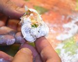 無麩質米煎餃(黏米粉/在來米粉版本)的食譜步驟10照片
