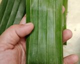 Foto langkah ke 4 dari resep Brusbus Pisang / Lepet Ketan Pisang (Khas Palembang).