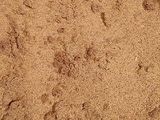 رفيس تونسي