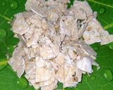 Foto langkah ke 1 dari resep Kering tempe & kacang wos.
