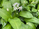 Wild Garlic Scones (GF, VG)