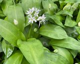 A picture of step 8 of Wild Garlic Scones (GF, VG).