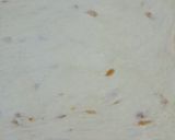 Foto langkah ke 5 dari resep Roti Tawar Kismis/ Raisin Bread.