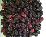 Foto del paso 1 de la receta: Mermelada casera de moras (de árbol)