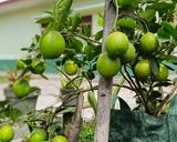 Foto langkah ke 1 dari resep Es Teh Lemon.