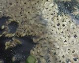 A picture of step 1 of Jeera Rice.