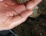 A picture of step 6 of Winter Special Black Sesame Seed Ladoos.