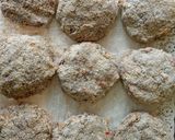 Foto del paso 2 de la receta: Hamburguesas de lenteja vegetarianas♡