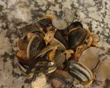 Foto del paso 2 de la receta: Spaghetti alle vongole