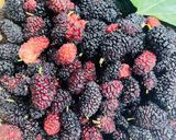 صورة لخطوة 1 من وصفة مربي التوت الاسود Blackberry Marmalade