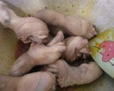 Foto langkah ke 4 dari resep Gulai Ayam Satset.