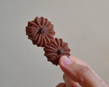 Foto langkah ke 6 dari resep Semprit Coklat Putih Telur.