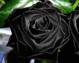 صورة لخطوة 5 من وصفة آيسكريم بجوز الهند للعيد ❤️