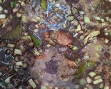 Foto langkah ke 3 dari resep Rawon daging kerbau.