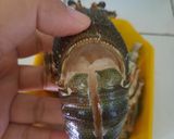 Foto langkah ke 1 dari resep Lobster saus padang.