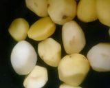 صورة لخطوة 1 من وصفة كباب حله