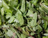 A picture of step 1 of Saag Keema In Pressure Cooker.